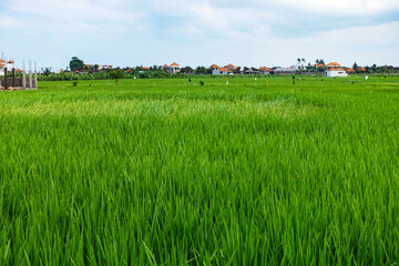 Obraz premium Various Bali Nature