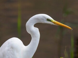 great white heron