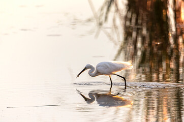 great blue heron