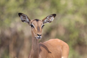 Close-up portrait of an impala antelope in Kruger National Park, South Africa, perfect for wildlife and nature photography.