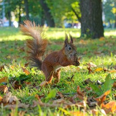 Squirrel in autumn park