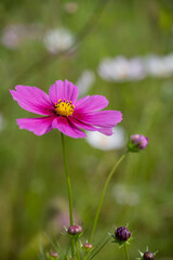Obraz premium Single Bright Pink Cosmos Flower in Bloom