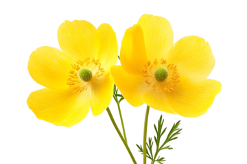 Buttercup - Ranunculus. Hand drawn vector illustration of a wildflower in realistic style, on white background.  
