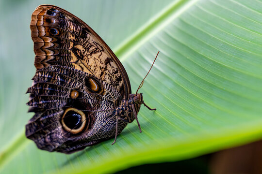 Blauer Morphofalter
