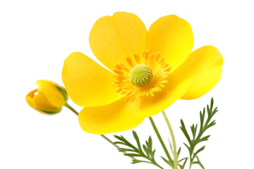 Buttercup - Ranunculus. Hand drawn vector illustration of a wildflower in realistic style, on white background.  

