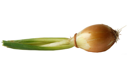 Sprouted onion head with green leaves.

