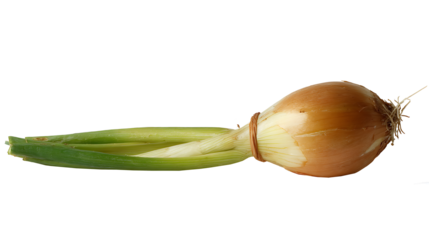 Sprouted onion head with green leaves.
