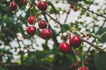 red cherries on a tree