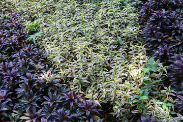 A beautiful nature garden with purple and green leaf. 