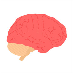 Human brain anatomy illustration, suitable for medical visuals or psychology education, flat art design style.
