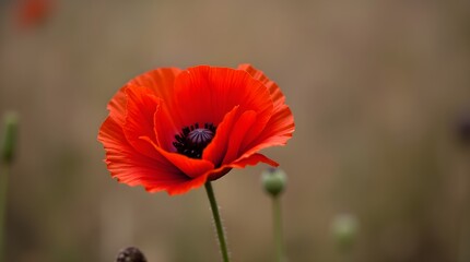 Fototapeta premium red poppy in the garden, Red poppy flower remembrance day symbol in UK, remembrance day , red poppy in the field, red poppy flower, 