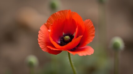 Fototapeta premium Red poppy flower remembrance day symbol in UK, remembrance day ,red poppy in the garden, red poppy in the field, red poppy flower, 