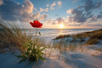 Vibrant red poppy on sandy beach at sunset with dramatic sky and ocean waves