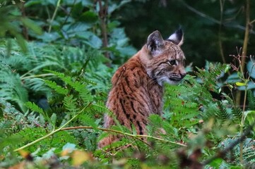 lynx in the forest © Durch_d_Linsn_gluad 