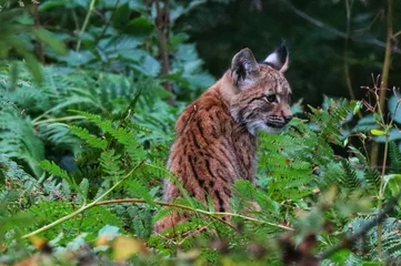 Fototapeten Luchs lynx in the forest  © Durch_d_Linsn_gluad 