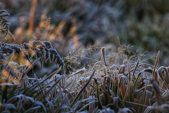grass in the grass