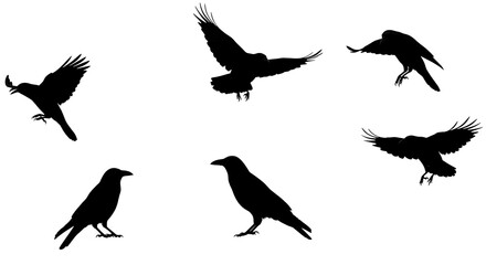 Raven's Flight: A Silhouette Symphony