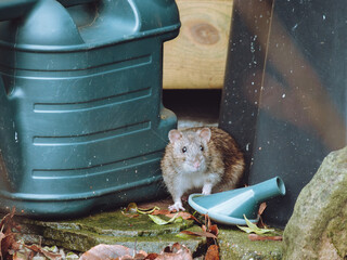 An unwanted rat in a household garden