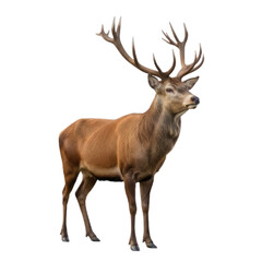 A magnificent red deer stag with impressive antlers stands proudly on a clean white background, showcasing its powerful presence.