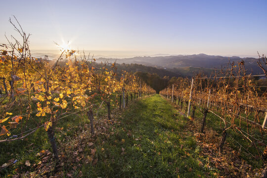 View of golden autumn light warms the rolling vineyards as the sun crests the horizon, creating a picturesque landscape, Gamlitz, Styria, Austria.