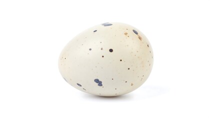 A single speckled egg against a white background