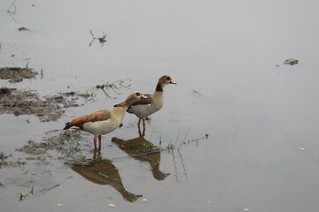 Two Egyptian geese by the water’s edge with reflections, photographed in Kruger National Park, South Africa.