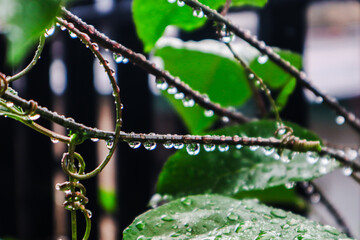 close up of water droplets hanging from the branches and leaves, stunning display of nature's beauty. selective focus. 