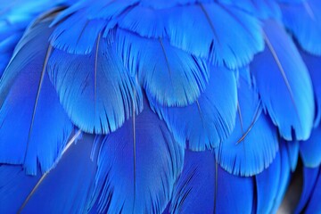 Obraz premium Close up of vibrant blue feathers of a macaw parrot in the wild