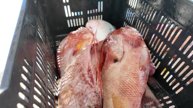 Fresh Hogfish in a Fish Market, A Close-up View
