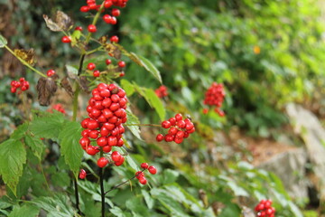 The Bright Red Berries of a Garden Fruit Bush.