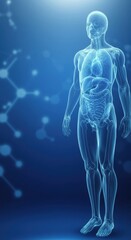 Human anatomy with internal organs and skeleton on blue background.