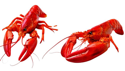 Fresh lobster duo intact and tail section, isolated on transparent background