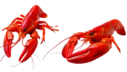 Fresh lobster duo intact and tail section, isolated on transparent background