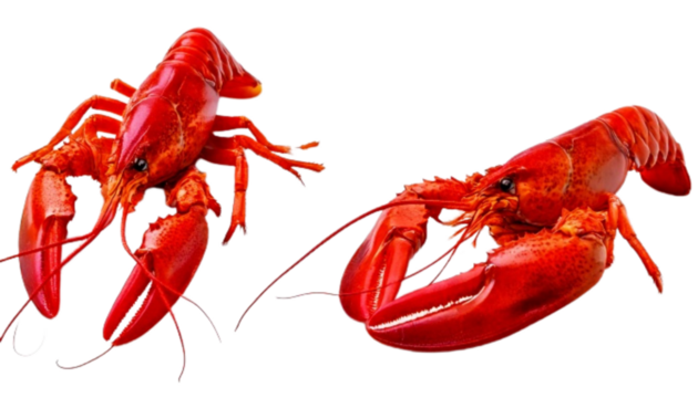 Fresh lobster duo intact and tail section, isolated on transparent background