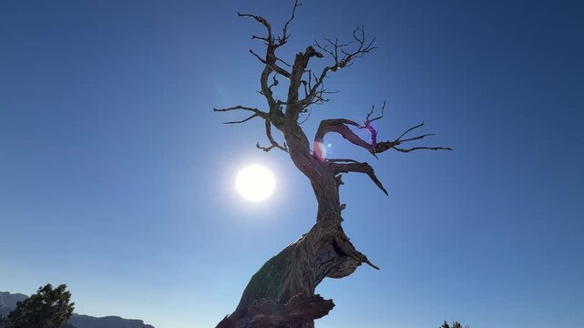 rotating around the dry juniper to show the beauty of the sun with the texture and silhouette of the noble and durable tree