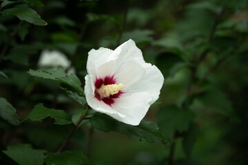Close up of a white Rose of Sharon (Hibiscus syriacus), the national flower of South Korea, blooming in a summer garden.