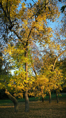 Fototapeta premium autumn in the Novi Sad