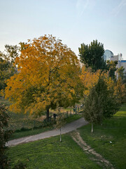 autumn in the Novi Sad