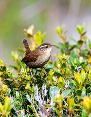 A small brown bird perched on a bush