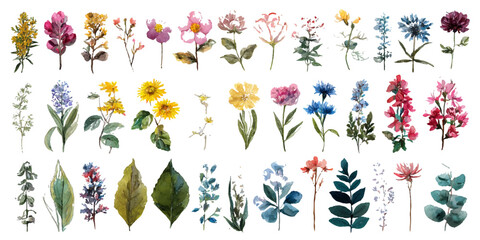 Pastel Watercolor Flower Set | Dreamy Floral Botanical Illustration