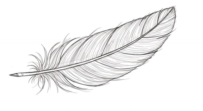 Detailed illustration of a single feather with soft texture and delicate lines on white background