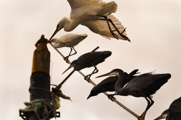 A Great egret flies perpendicular to the camera lens. Close-up great egret in flight. Great Egret, Great White Heron, Casmerodius Albus Family - Ardeidae Identification.