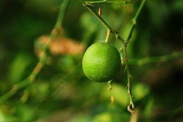 green lemons lined up on a leaf catch the day light. Fresh green lime fruit hanging from branch. Green lemon is citrus fruits on a branch with garden nature background. A ripe Eureka lemon on a tree.