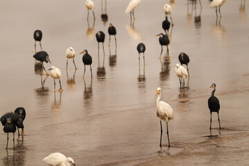 White heron, Great Egret, standing on the lake. Water bird in the nature habitat. Wildlife scene. Great Egret, Great White Heron, Casmerodius Albus Family - Ardeidae Identification