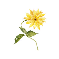 Hand Painted Watercolor Yellow Dahlia Flower for Summer and Autumn projects. Realistic Botanical Illustration