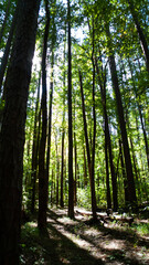 Morning light in the forest