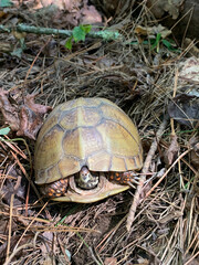 Three Toed Box Turtle Closeup, Redding Campground, Ozark National Forest, Ozark Arkansas
