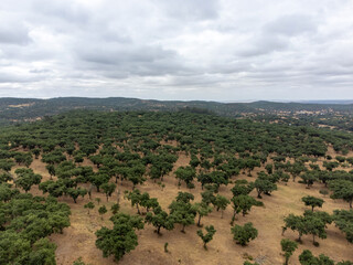 Aerial view of cork oak trees in Alentejo, Portugal. Cork oaks are native Mediterranean trees, famous for producing natural cork.