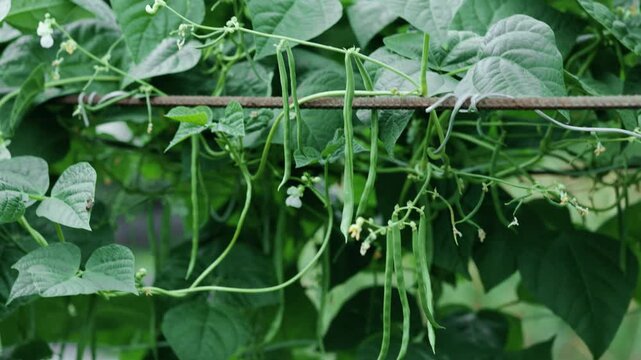 Cowpea. field peas black eyed peas. Long green beans. legumes plant farming harvesting agriculture bean in the garden.