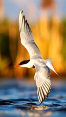 A graceful bird soaring over water